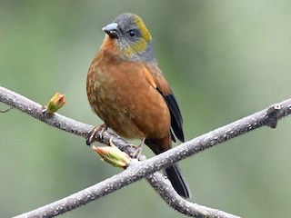 นกเพศเมียเต็มวัย - Sriram Reddy - ML171613461