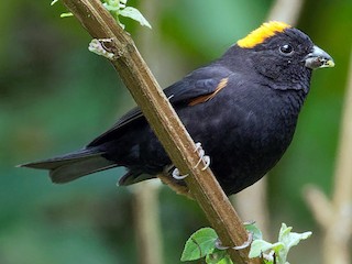  - Gold-naped Finch