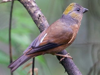 นกเพศเมียเต็มวัย - Snehasis Sinha - ML171613481