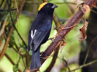 นกเพศผู้เต็มวัย - Sahana M - ML171613491