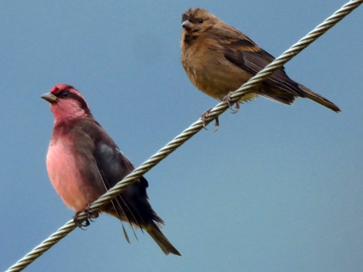 Dark-breasted Rosefinch - Andrew Schopieray