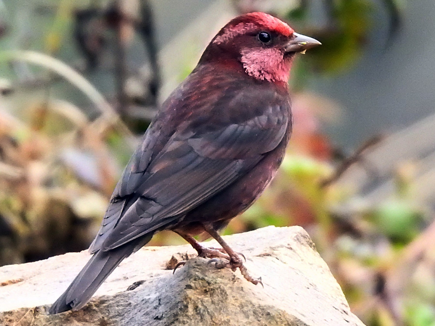 Dark-breasted Rosefinch - Mark Smiles