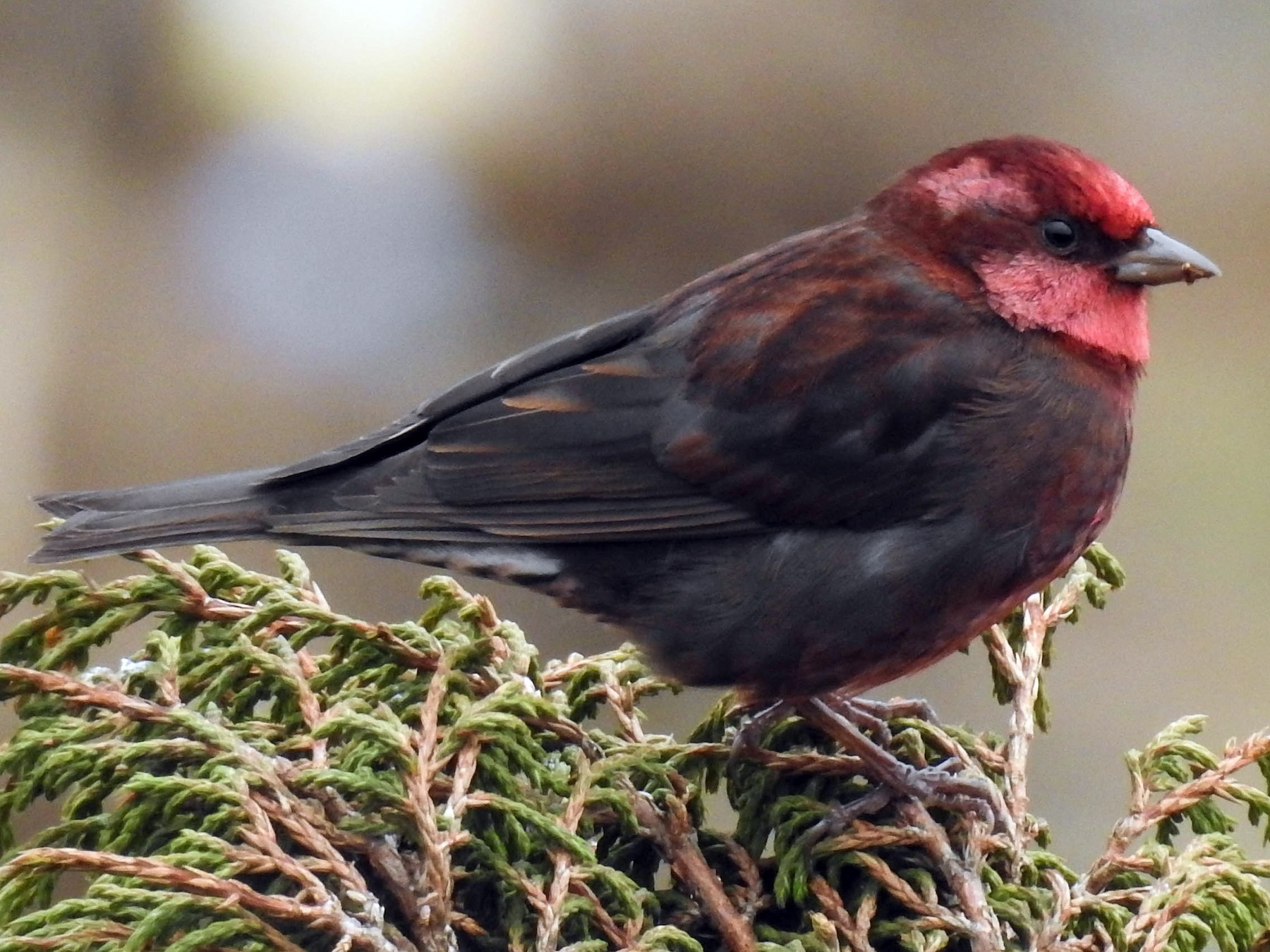 Dark-breasted Rosefinch - Sahana M