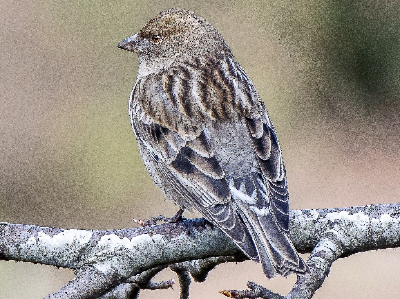 ハイイロマシコ Ebird