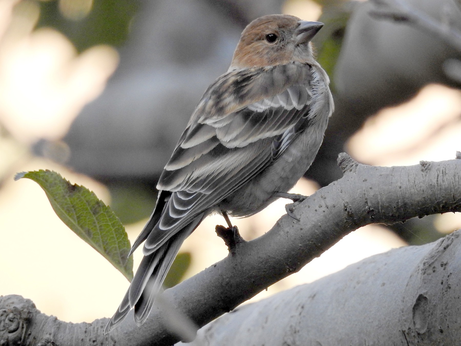 Plain Mountain Finch - eBird