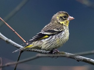  - Yellow-breasted Greenfinch