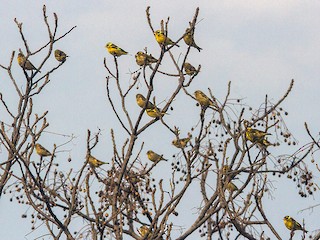 鳥群 - Prashant Kumar - ML171613861