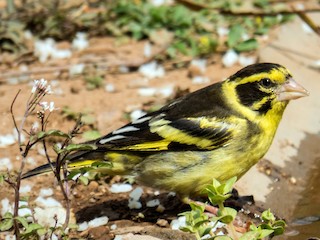  - Yellow-breasted Greenfinch
