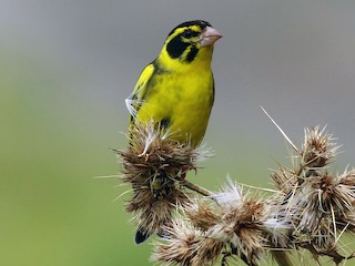  - Yellow-breasted Greenfinch