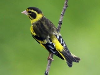  - Yellow-breasted Greenfinch