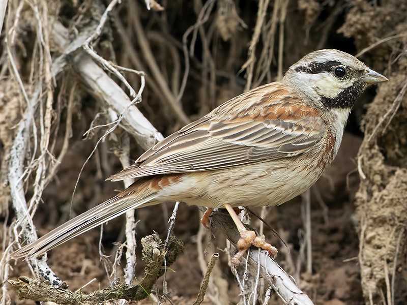 白頂鵐- eBird