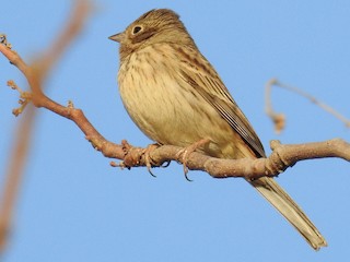 雌鳥 - Ashwin Viswanathan - ML171614151