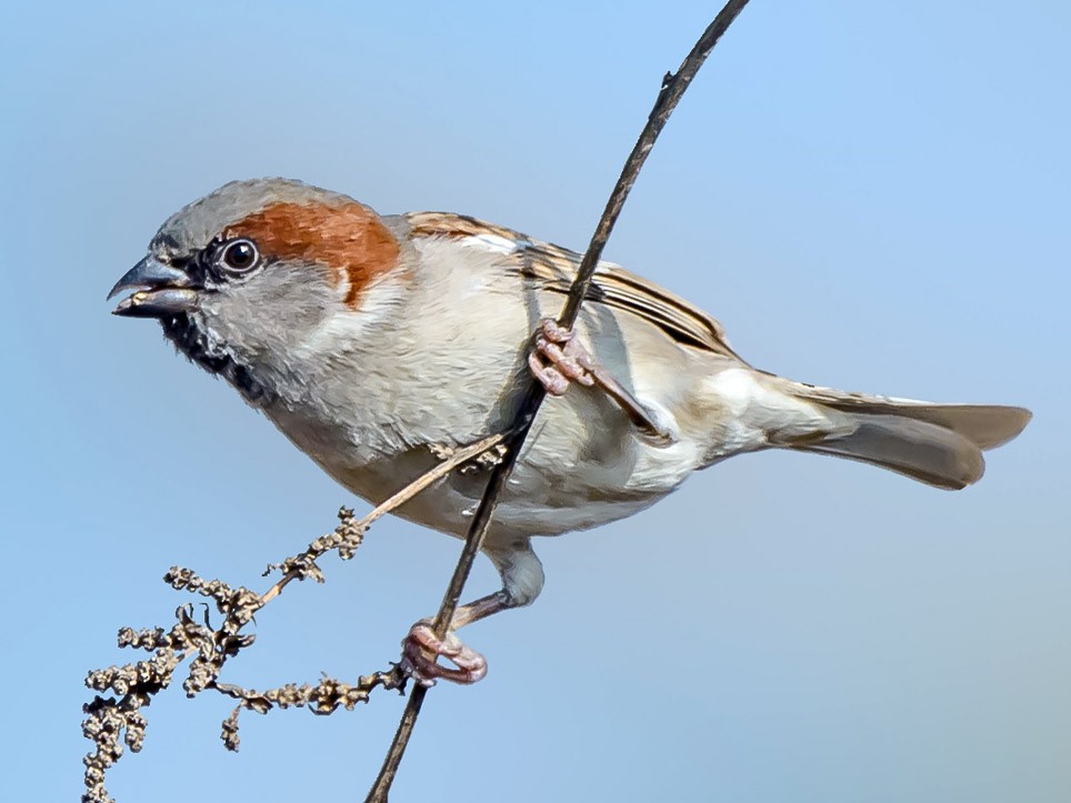 インダススズメ Ebird