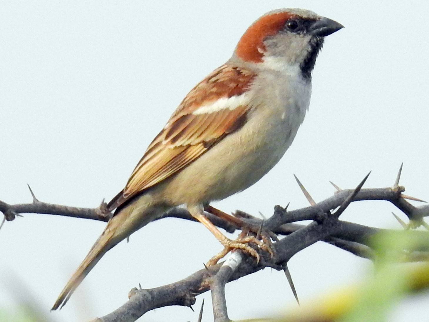 Sind Sparrow - Madhu Gupta