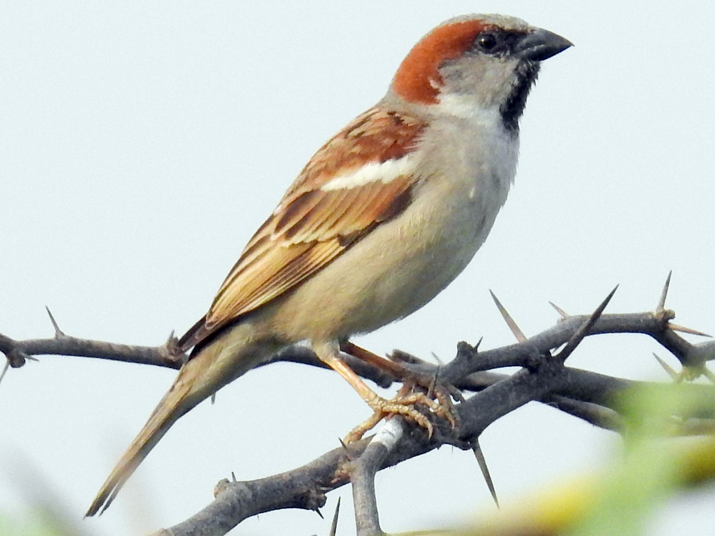 インダススズメ Ebird