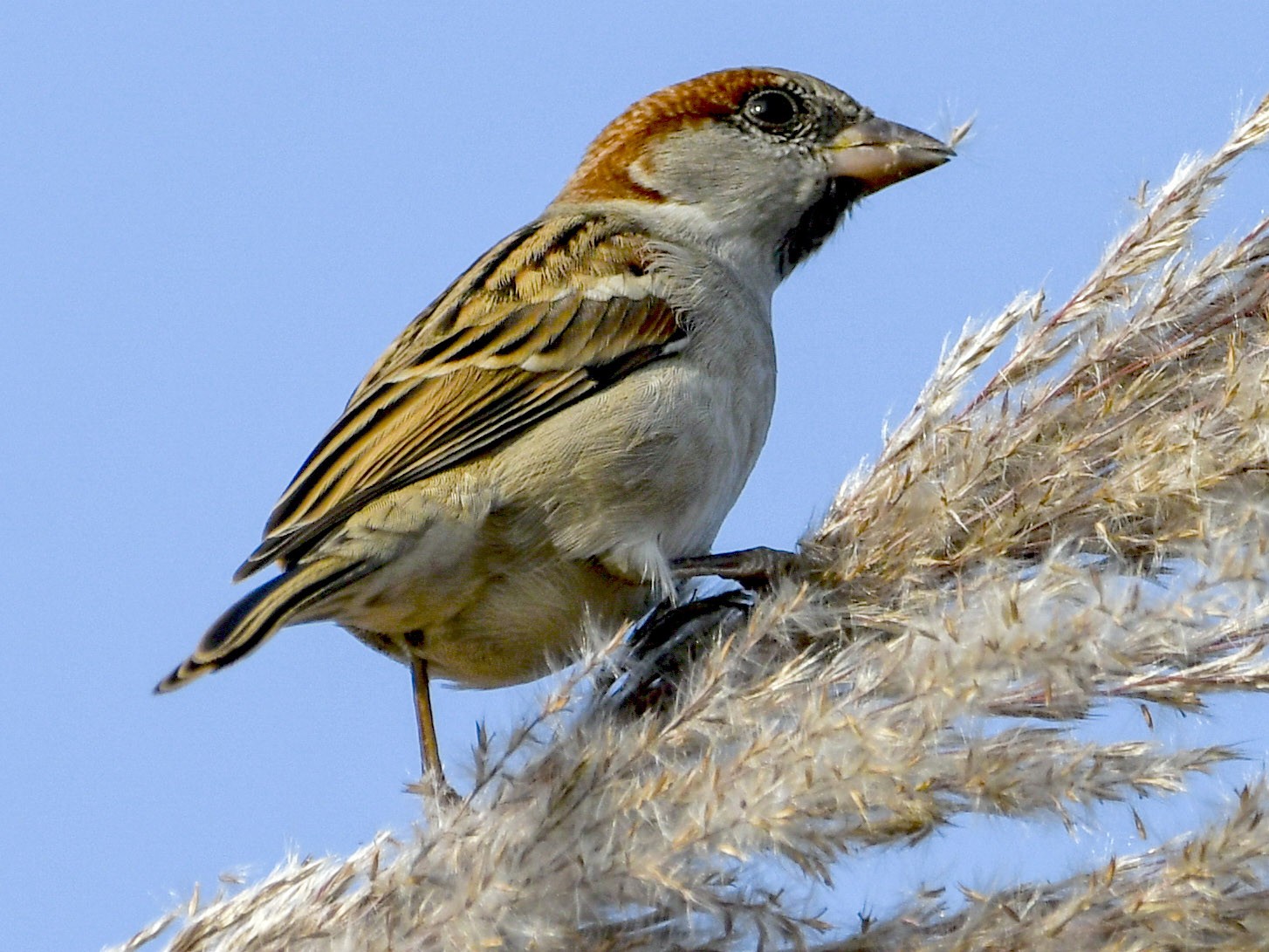 インダススズメ Ebird