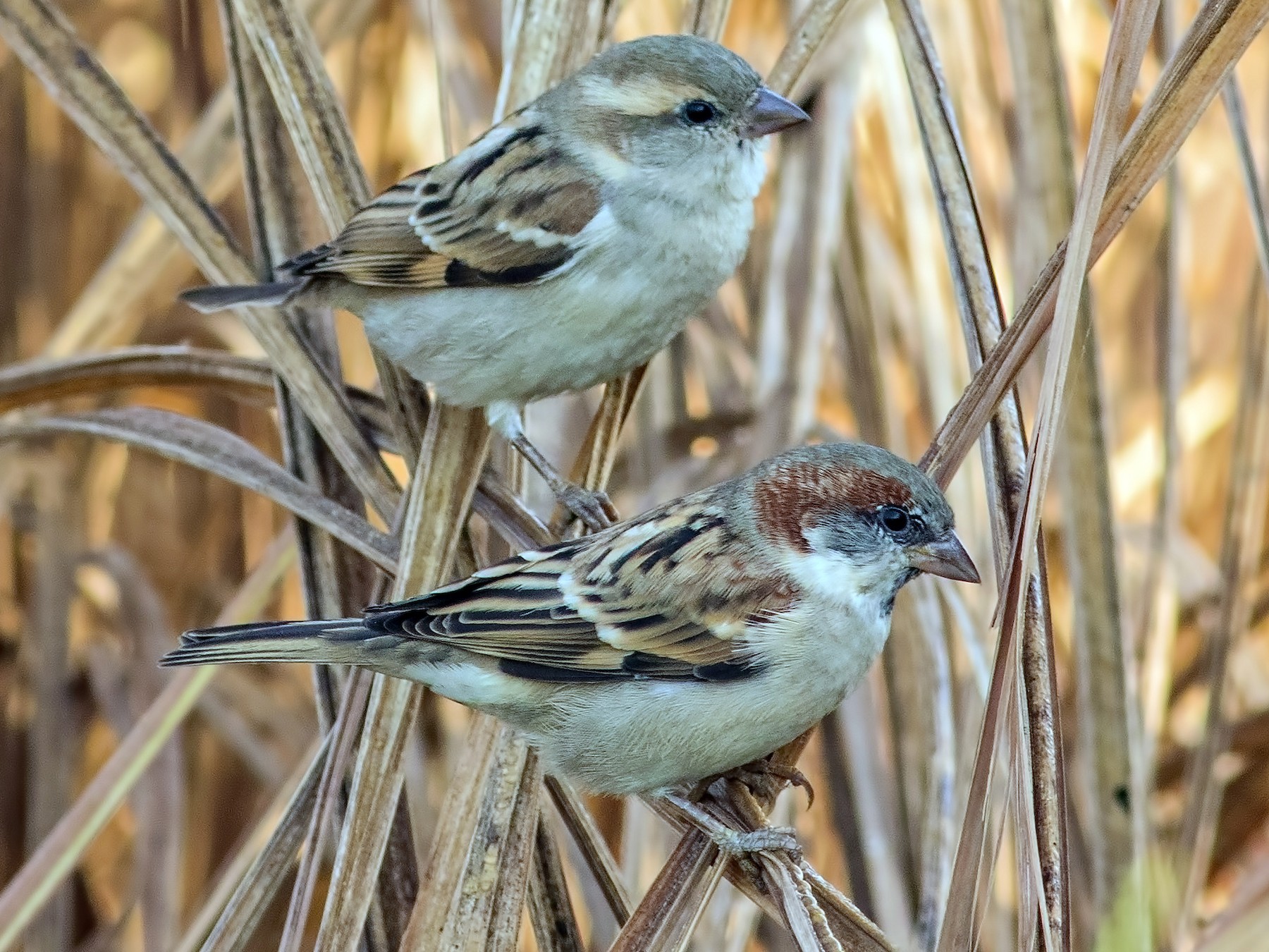 Sind Sparrow Ebird