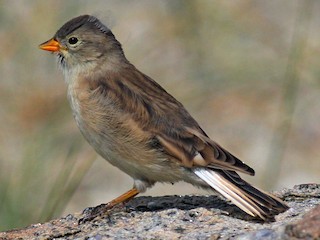 幼鳥 - abhishek ravindra - ML171614451