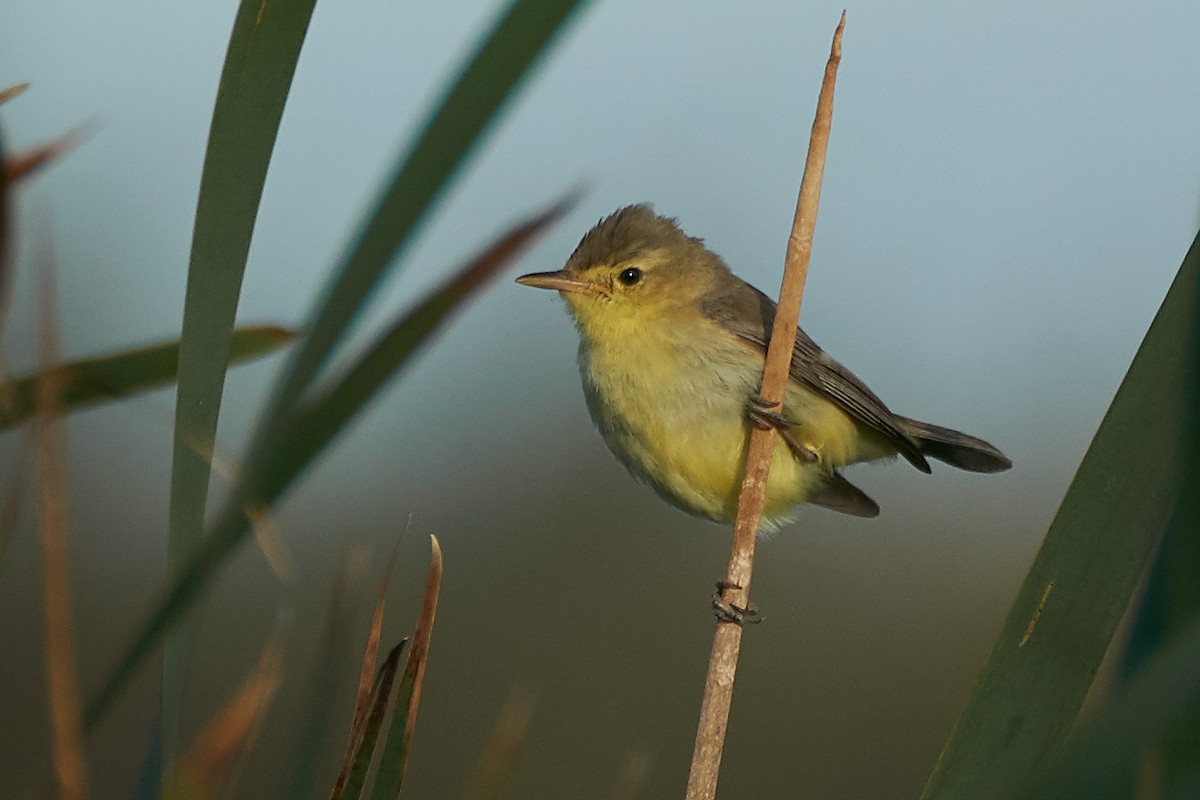 Melodious Warbler - Miguel Rouco