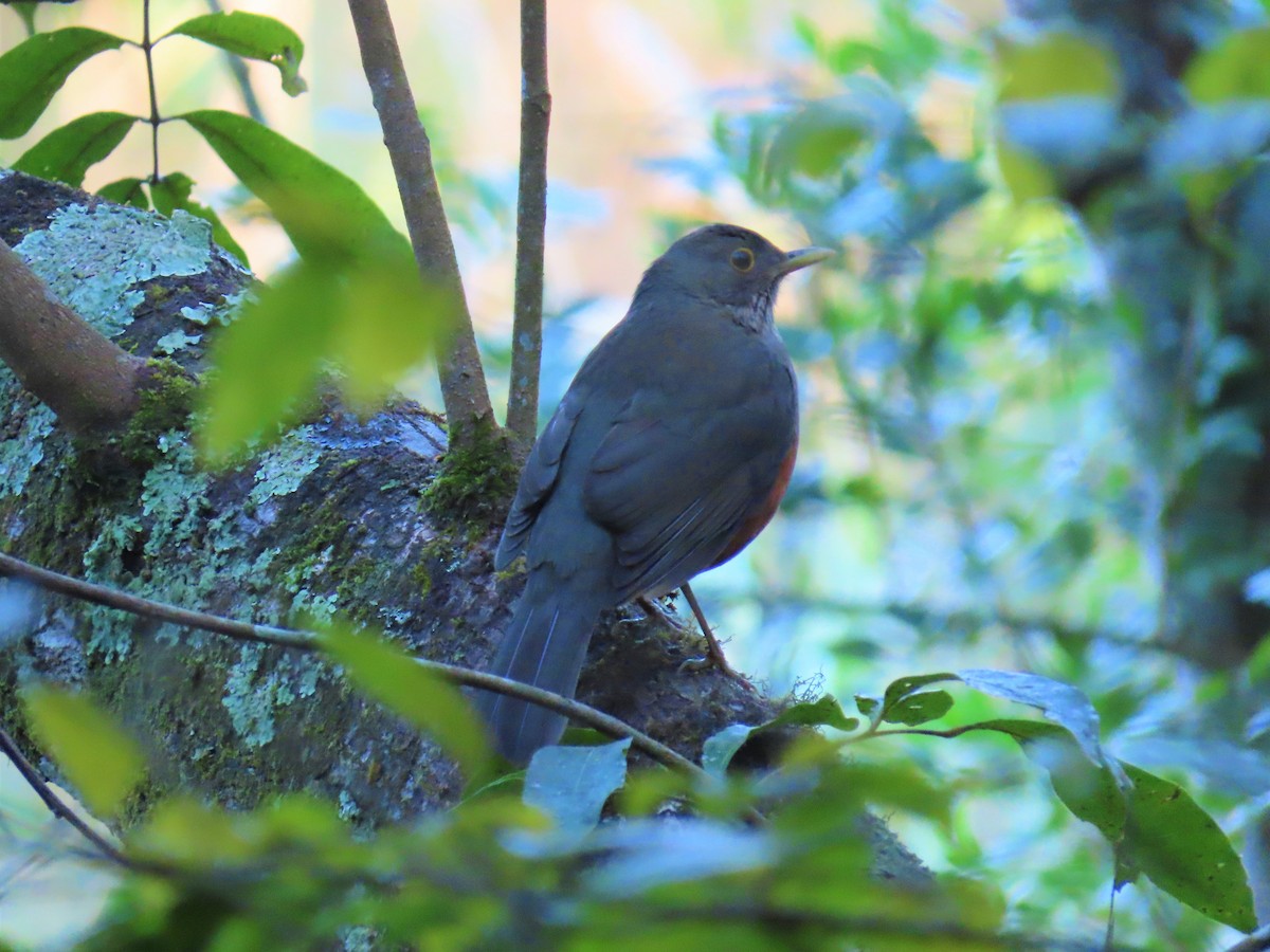 Rufous-bellied Thrush - Leticia Zimback