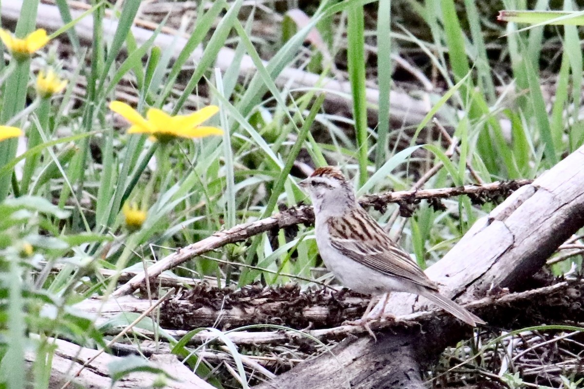 Chipping Sparrow - ML171628391