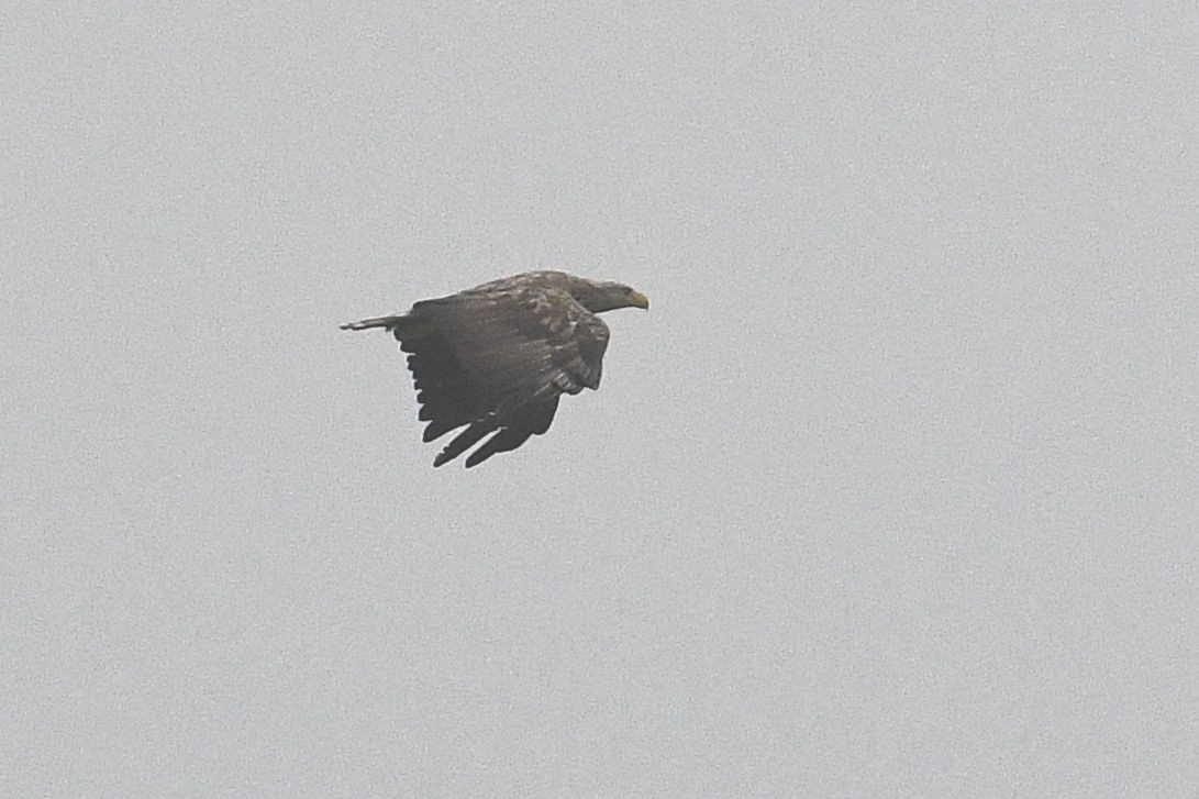 White-tailed Eagle - ML171630781