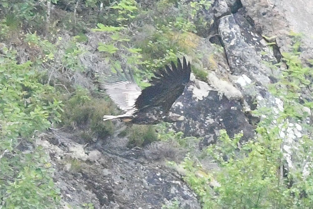 White-tailed Eagle - ML171630791