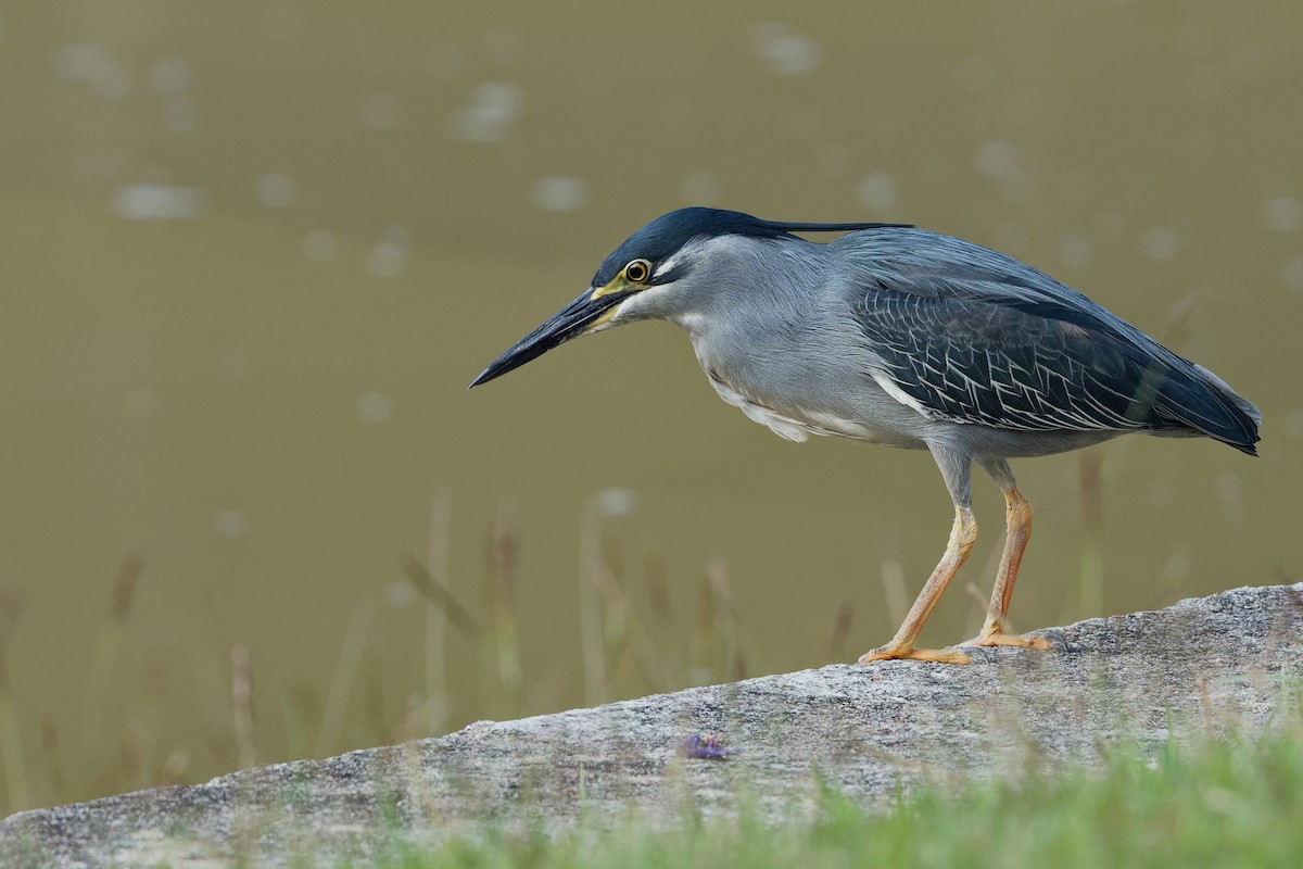 Striated Heron (Old World) - Vincent Wang