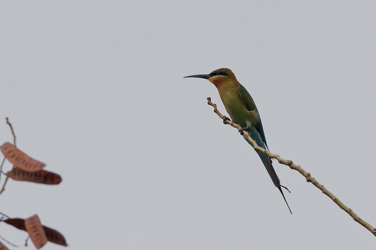 Blue-tailed Bee-eater - Vincent Wang