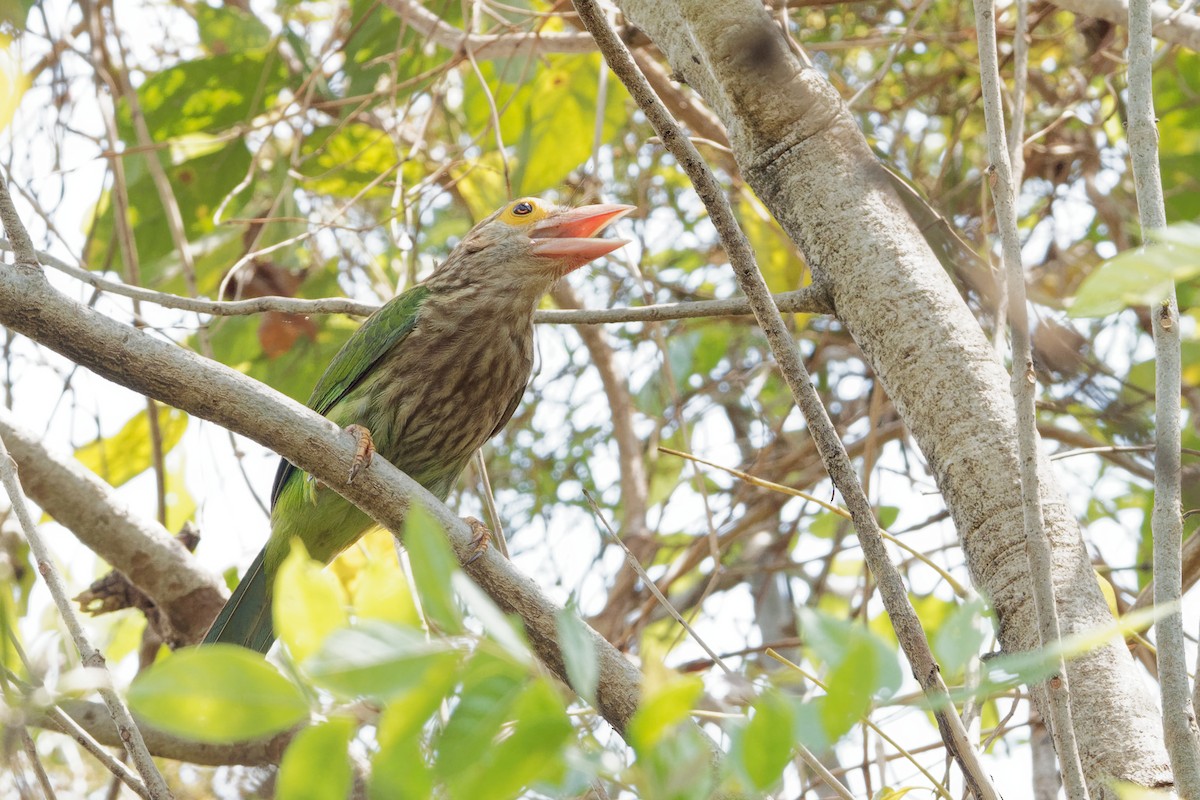 Lineated Barbet - ML171632911