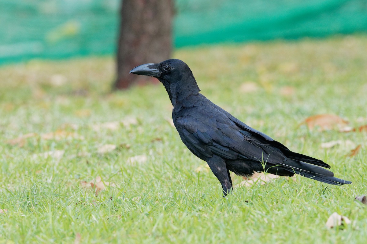 Large-billed Crow (Eastern) - Vincent Wang
