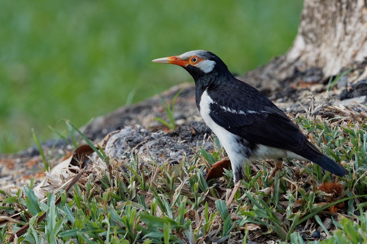 Asian Pied Starling (Asian) - ML171633291