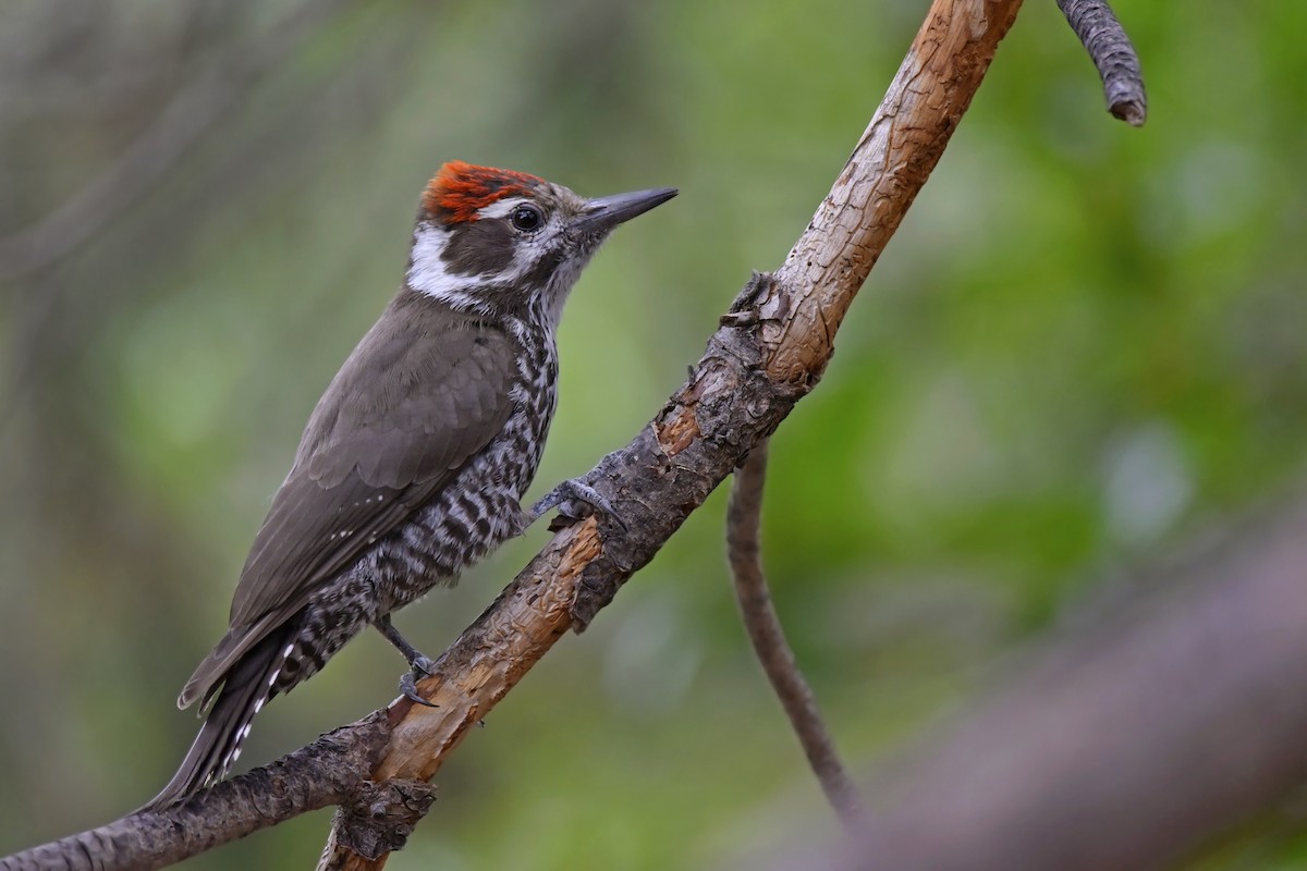 Arizona Woodpecker - Daniel Irons