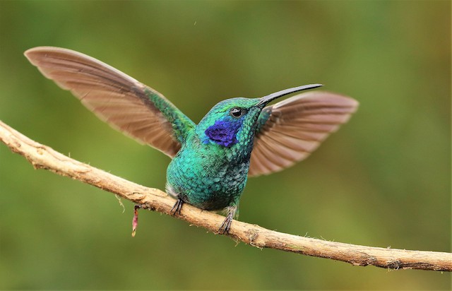 Green violetear / Colibri cyanote / Colibri cyanotus – Coraves