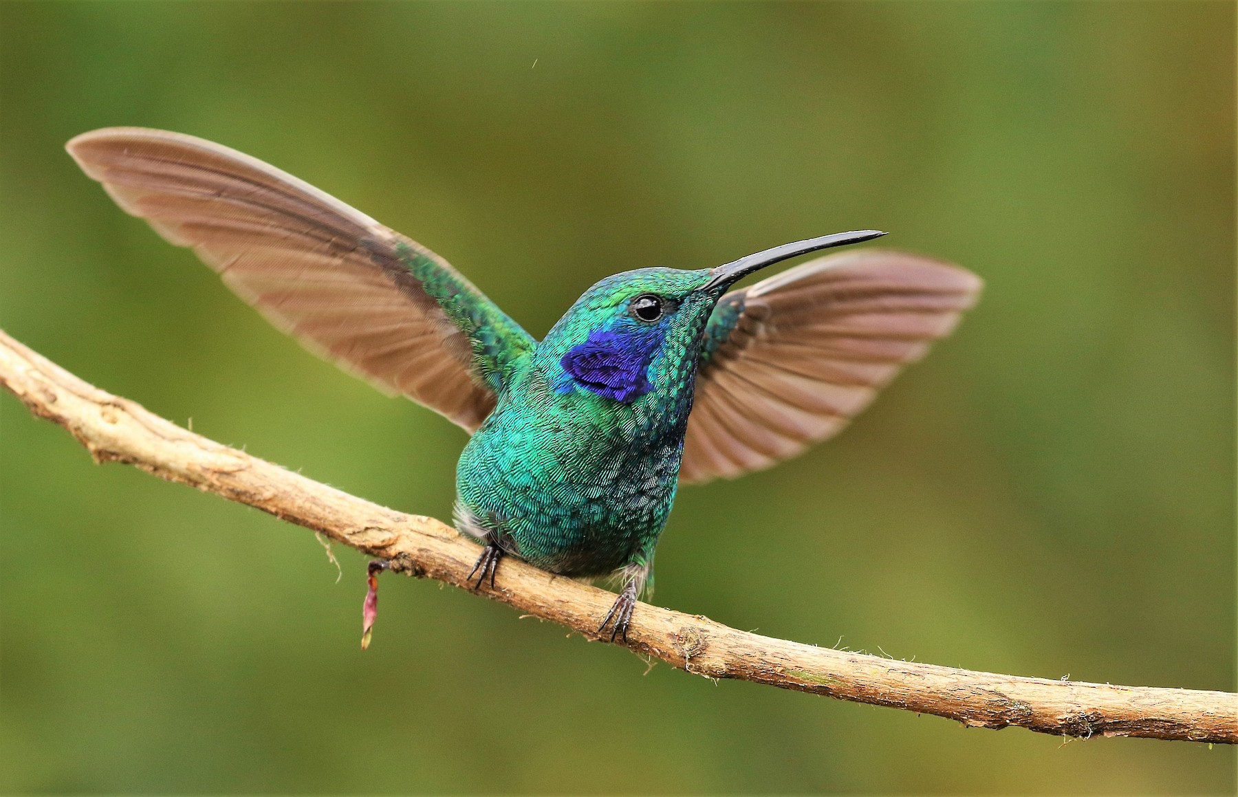 Lesser Violetear (Colibri cyanotus) by Carlos Sanchez, Macaulay Library, eBird