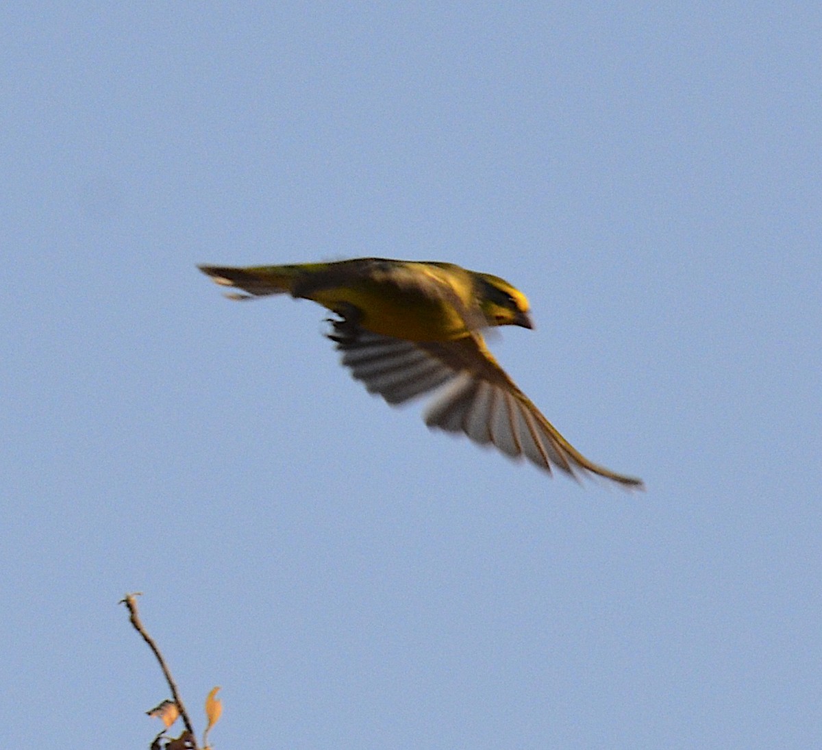 Yellow-fronted Canary - Andrew Mack