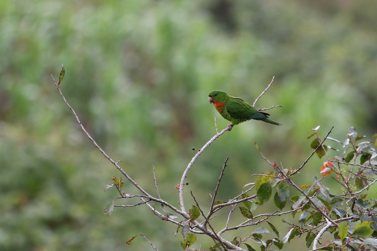 Green Parakeet (Red-throated) - John van Dort