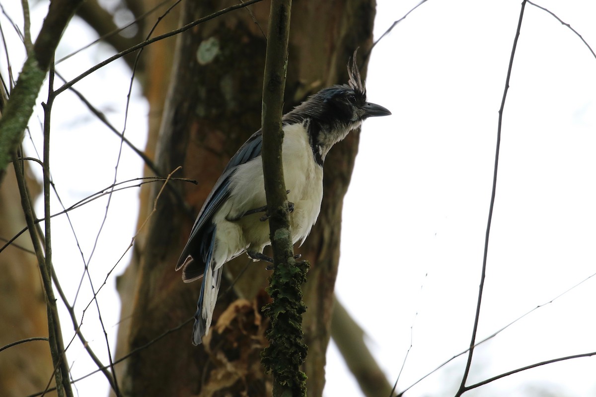 White-throated Magpie-Jay - John van Dort