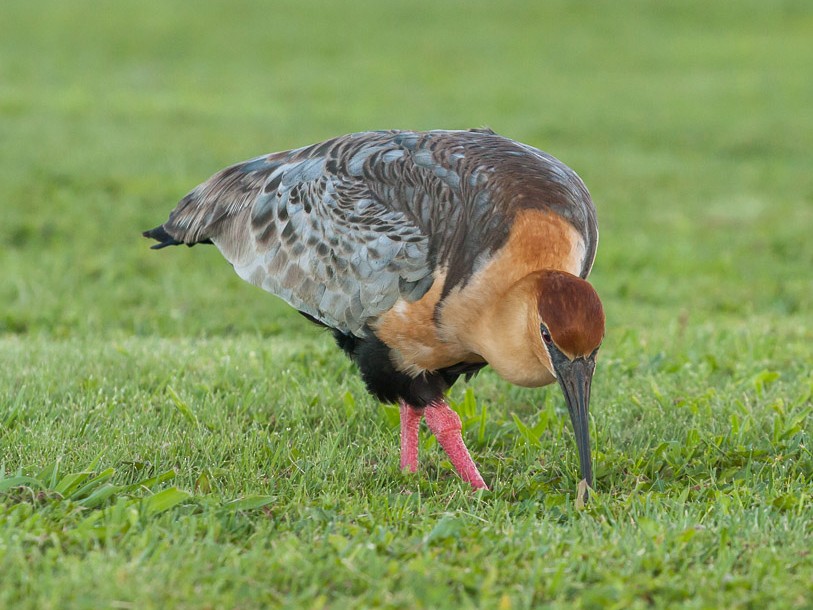 Black-faced Ibis - eBird