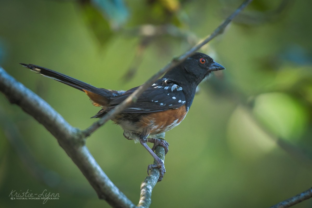 Spotted Towhee - ML171637071