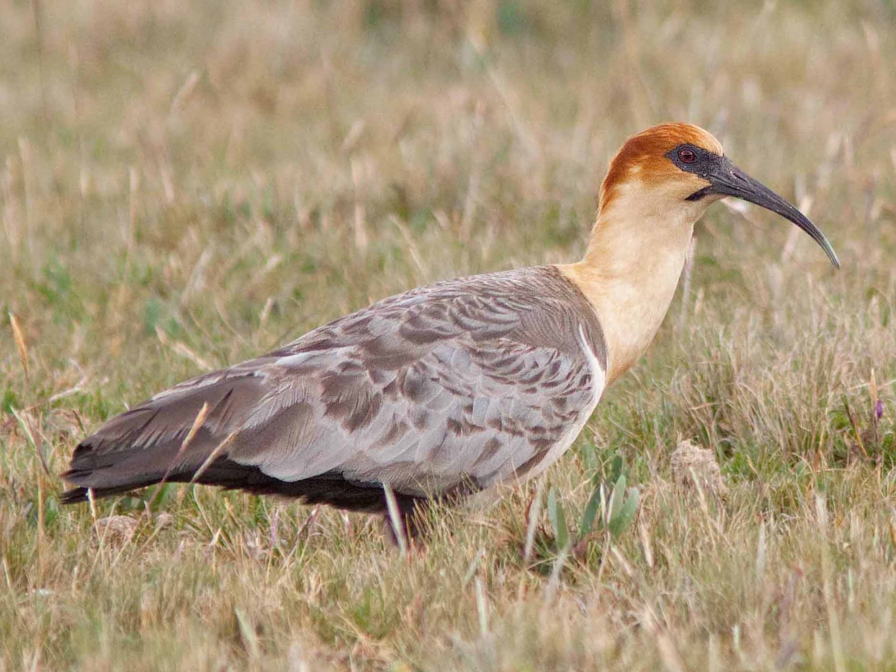 Andean Ibis - Michael Dvorak