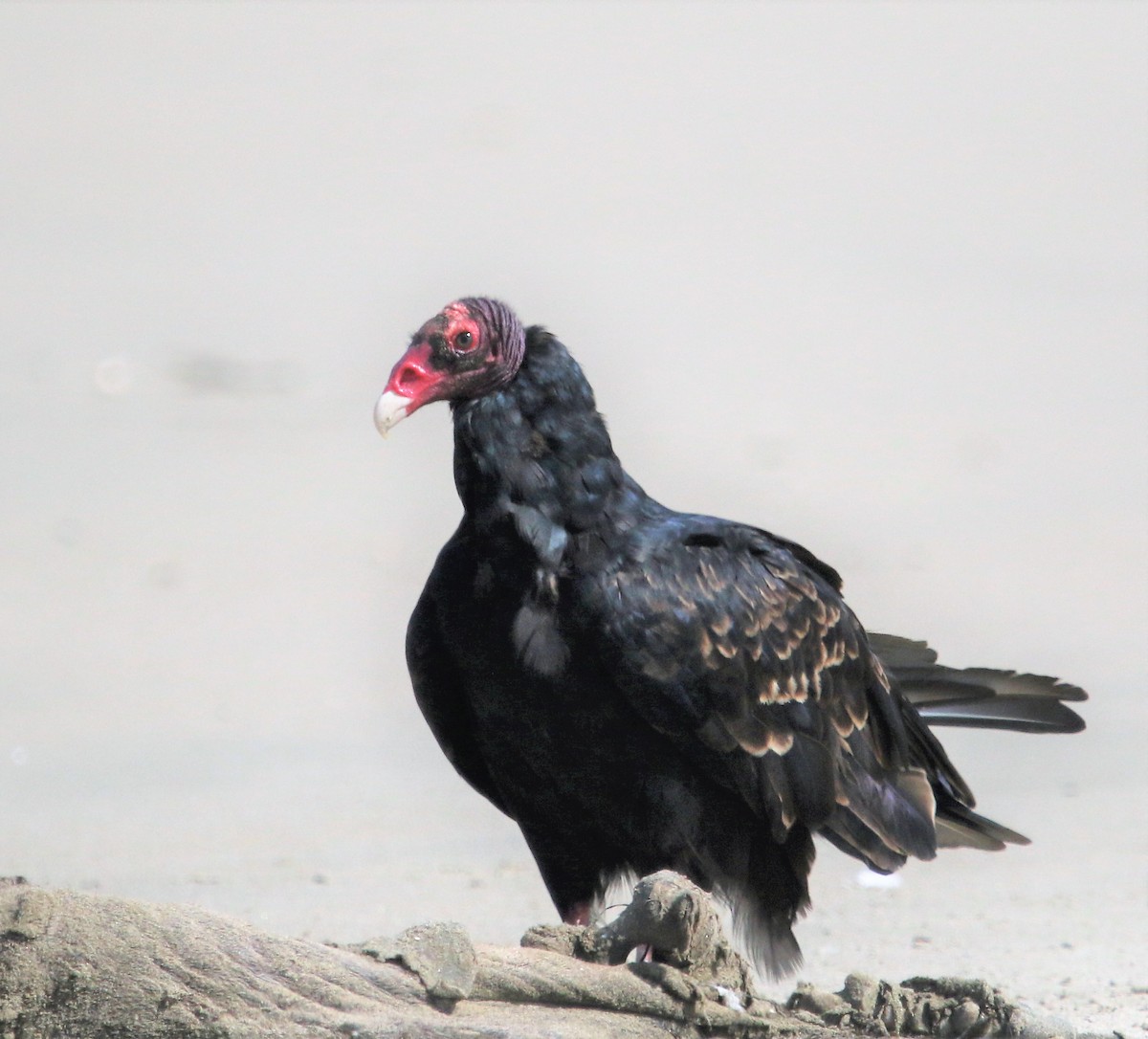 Turkey Vulture - ML171638661