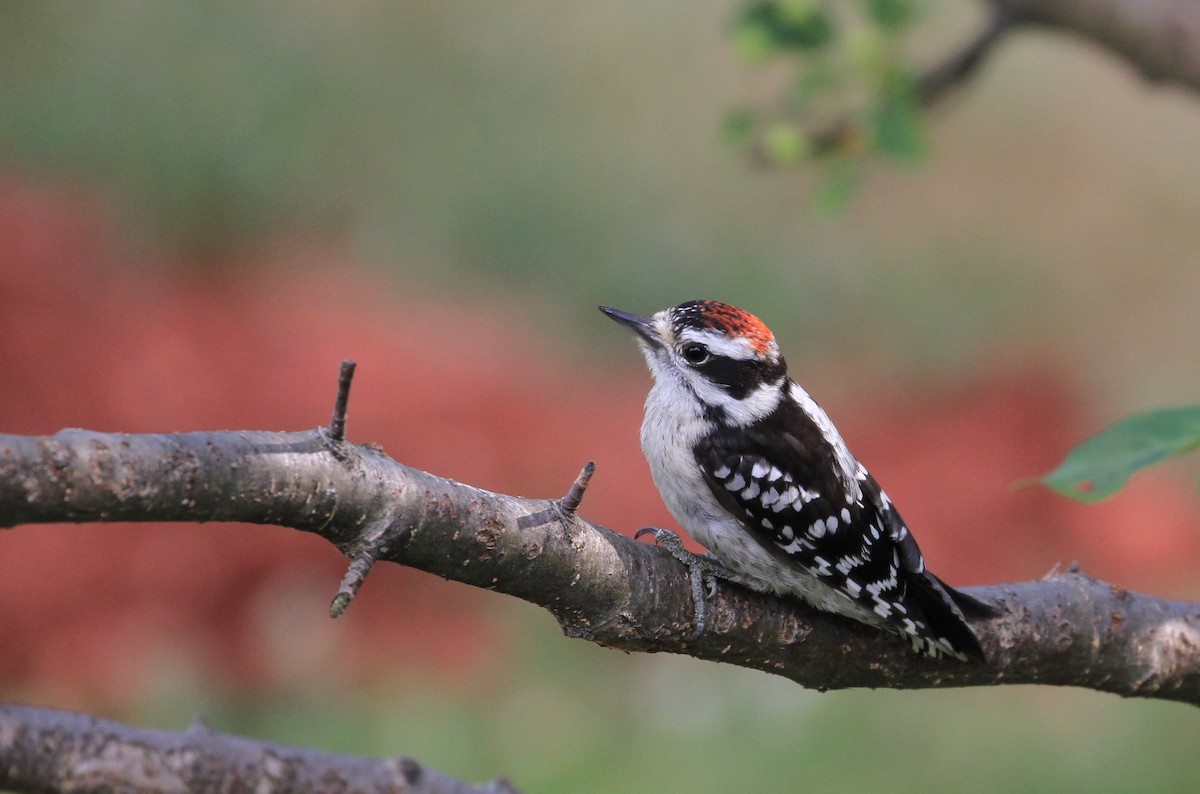 Downy Woodpecker - Diane St-Jacques