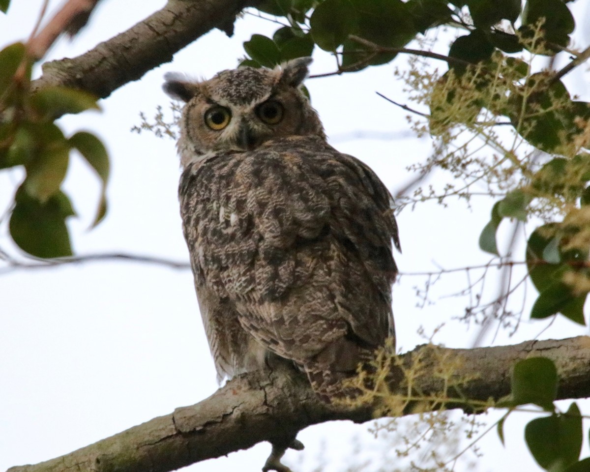 Great Horned Owl - Daniel S.
