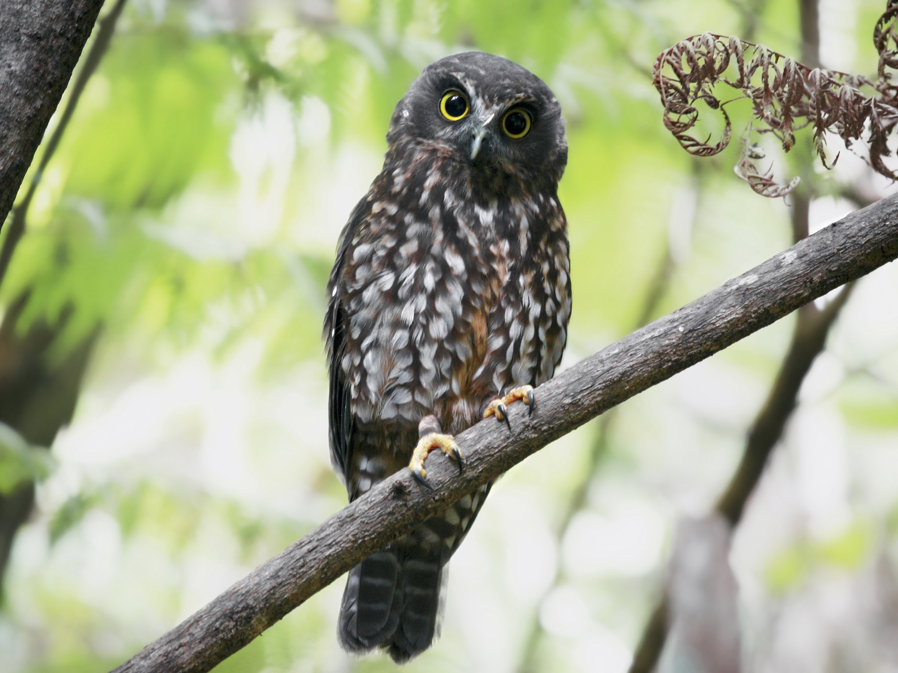 Morepork eBird