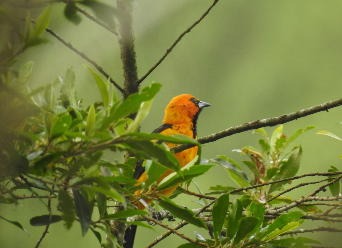 Spot-breasted Oriole - ML171645271