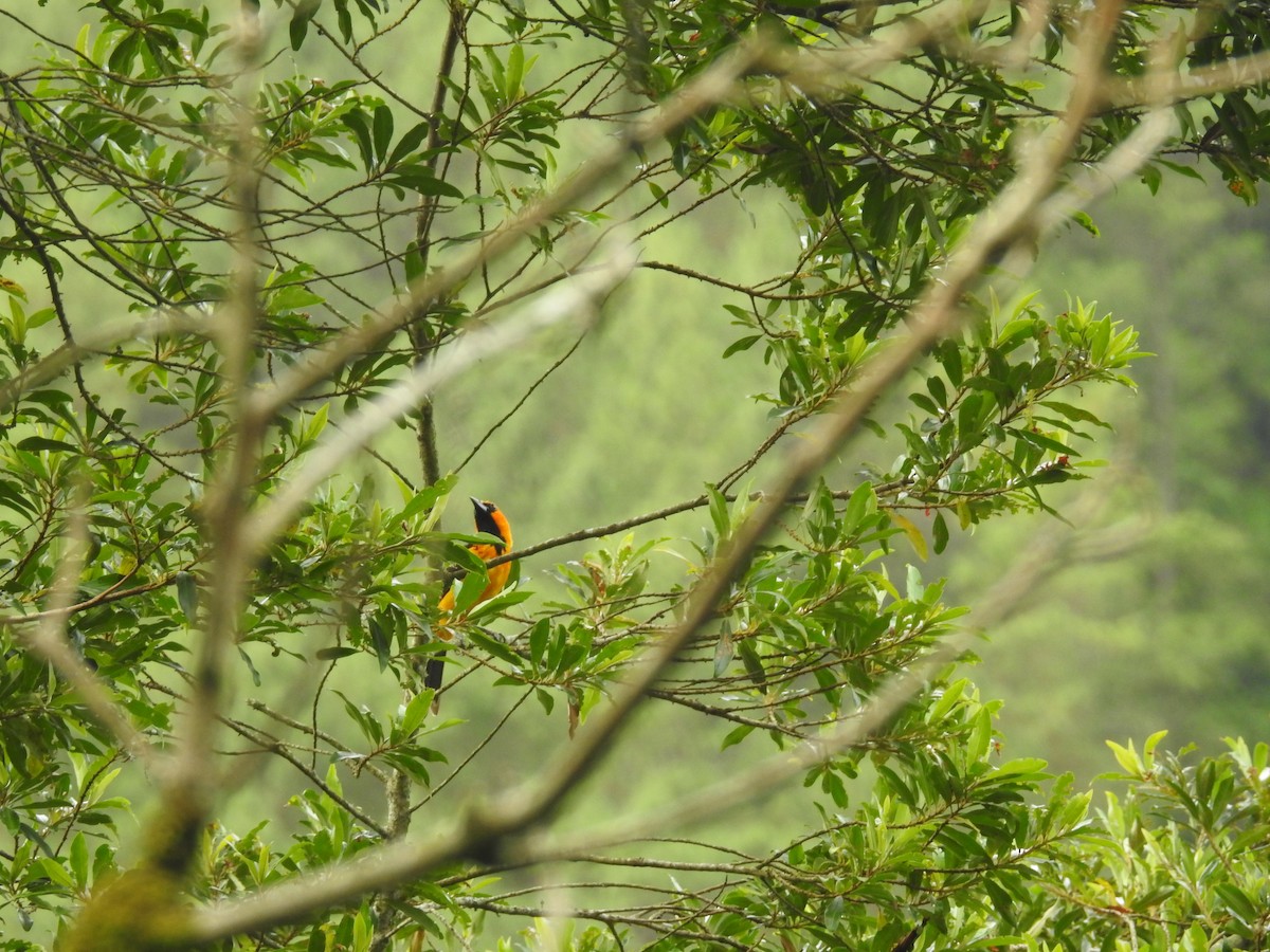 Spot-breasted Oriole - ML171645291
