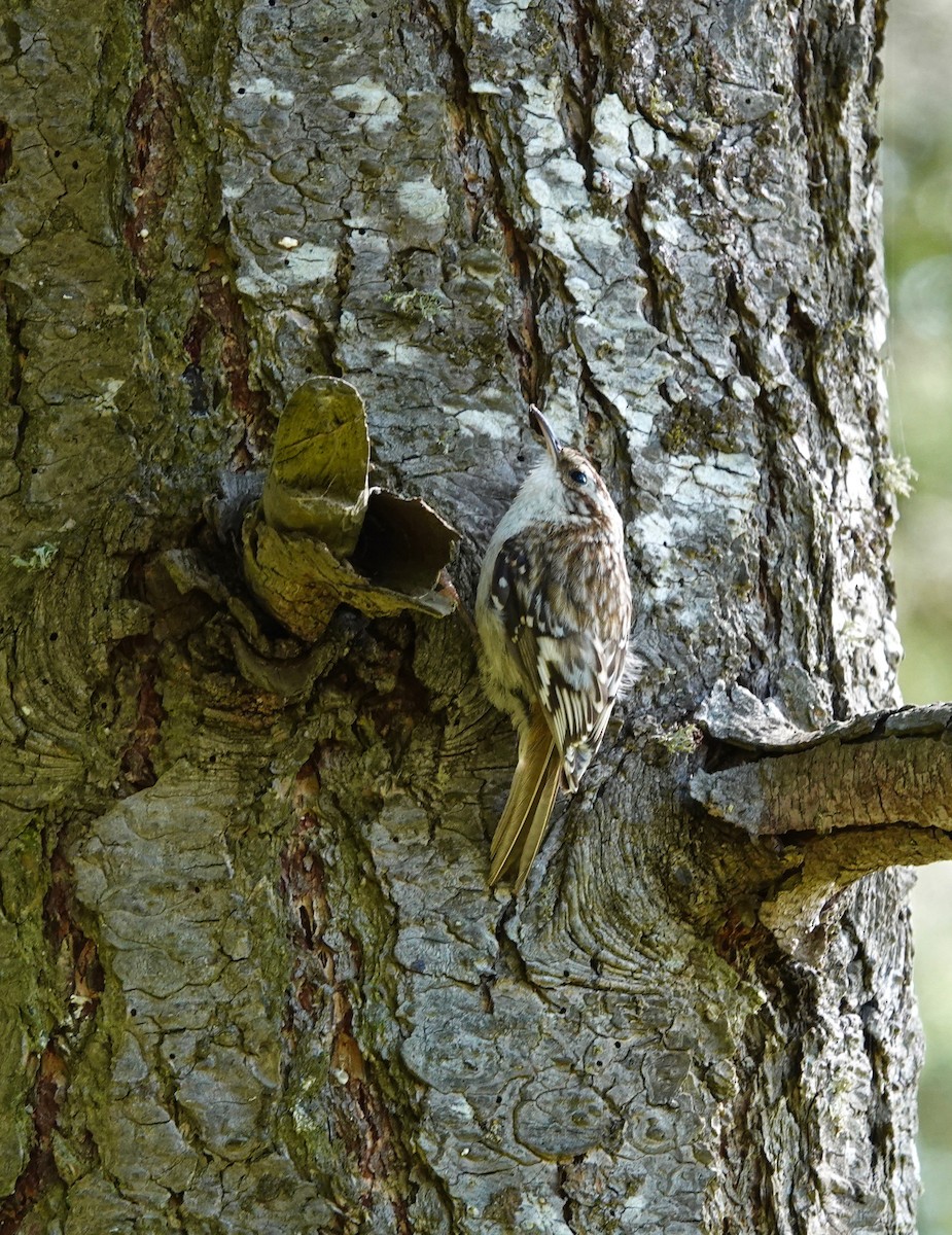 Brown Creeper - Forest Tomlinson