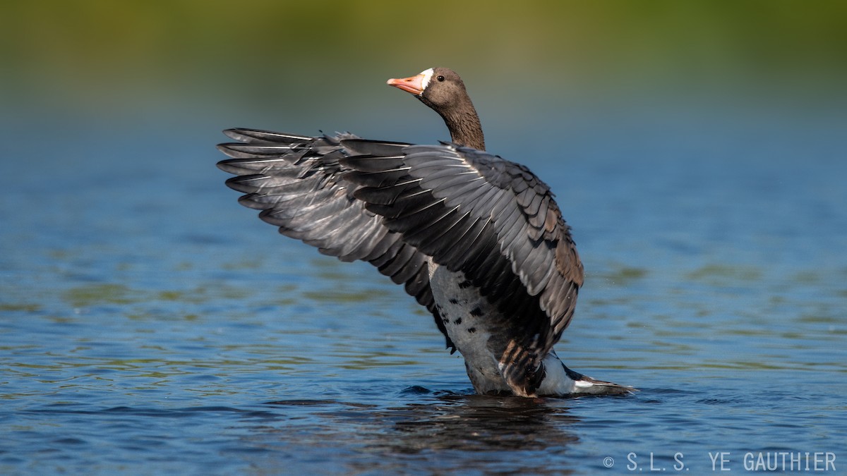 Greater White-fronted Goose - ML171645621