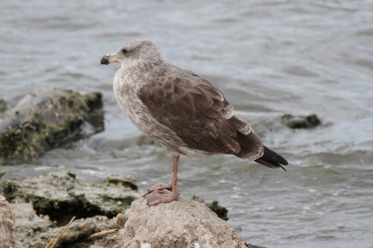 Yellow-footed Gull - ML171647781